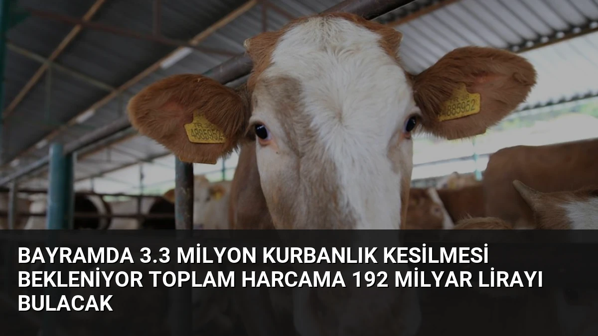Bayramda 3.3 Milyon Kurbanlık Kesilmesi Bekleniyor Toplam Harcama 192 Milyar Lirayı Bulacak