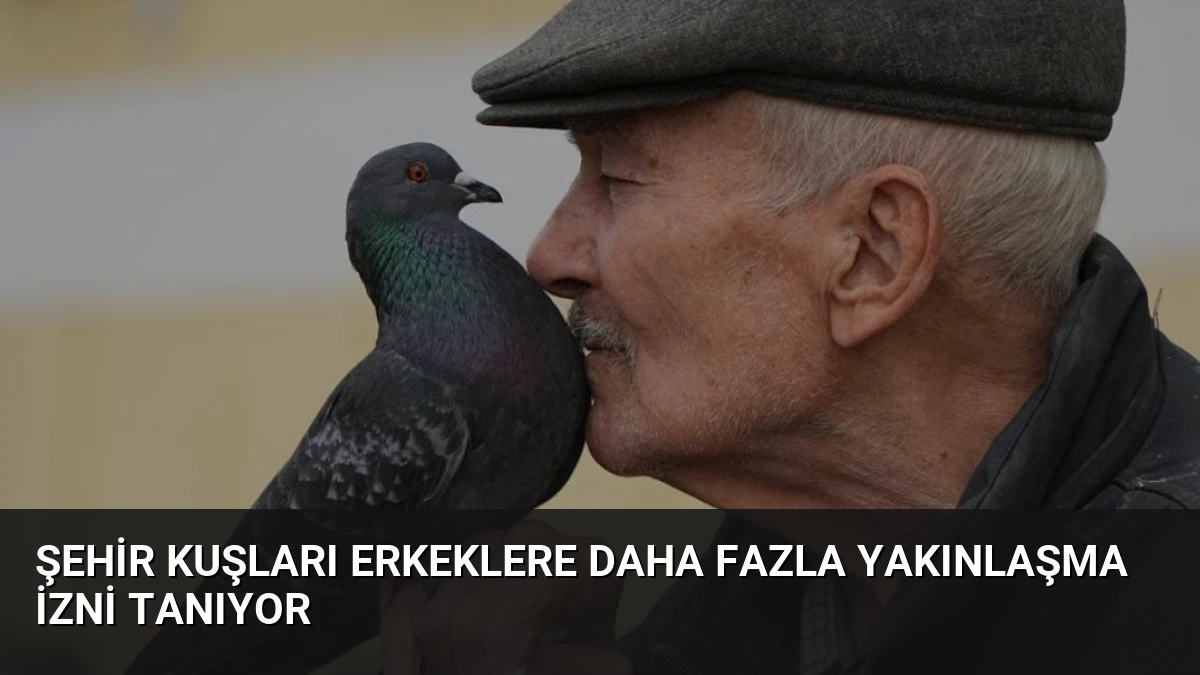 Şehir Kuşları Erkeklere Daha Fazla Yakınlaşma İzni Tanıyor