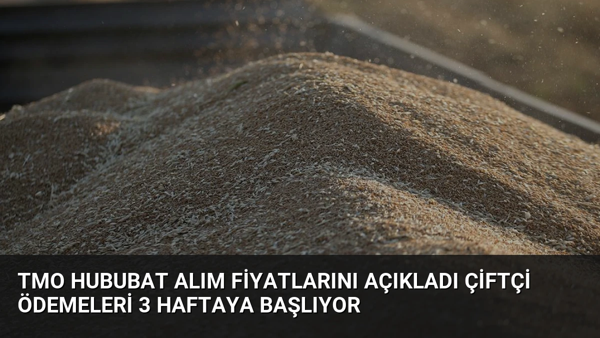 TMO Hububat Alım Fiyatlarını Açıkladı Çiftçi Ödemeleri 3 Haftaya Başlıyor