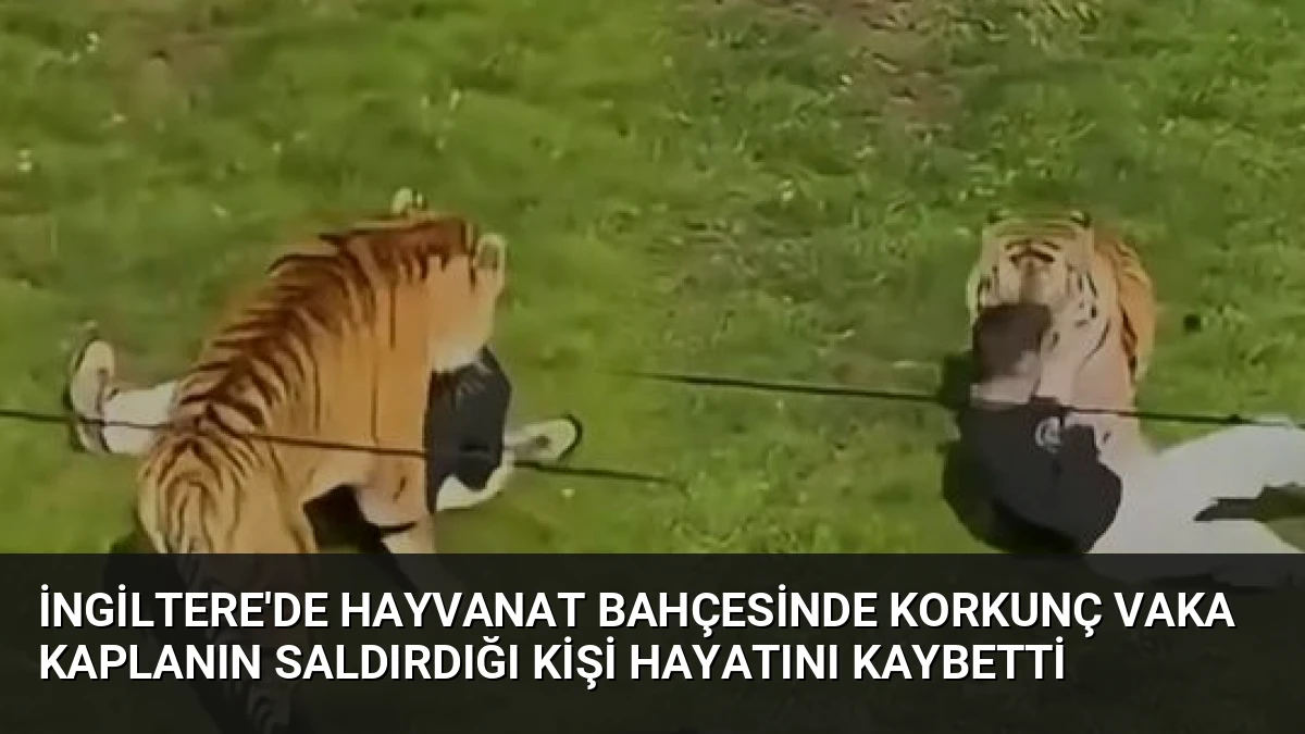 İngiltere’de Hayvanat Bahçesinde Korkunç Vaka Kaplanın Saldırdığı Kişi Hayatını Kaybetti